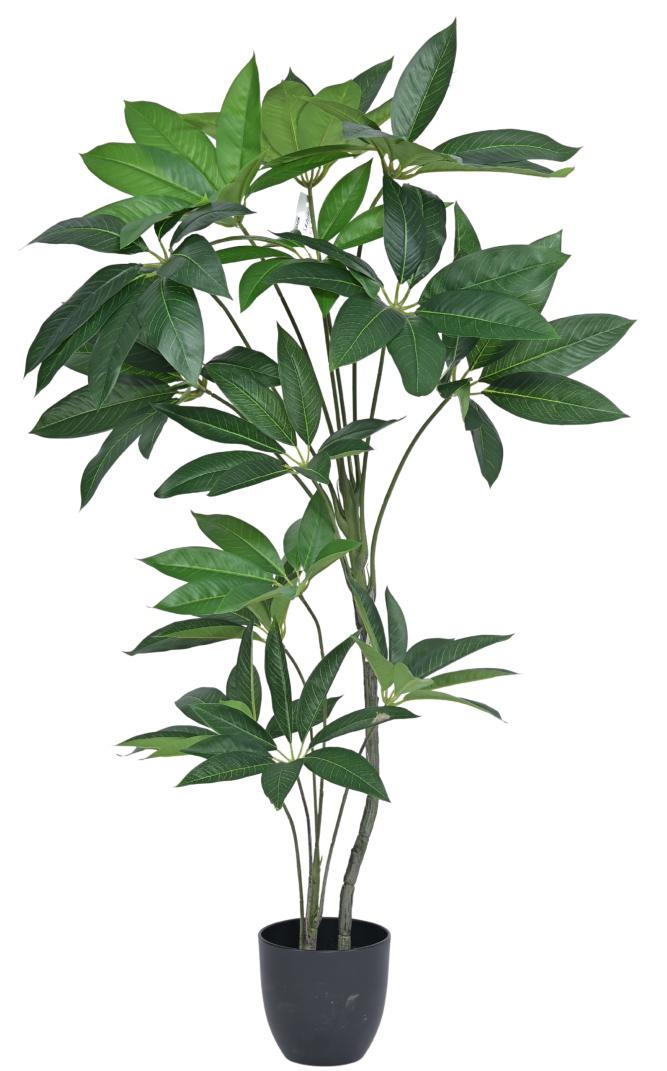 120cm 2 Head Star Leaf Plant In Pot