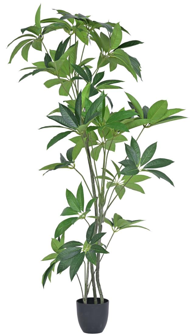 150cm 3 Head Star Leaf Plant In Pot