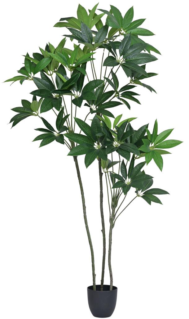 180cm 3 Head Star Leaf Plant In Pot