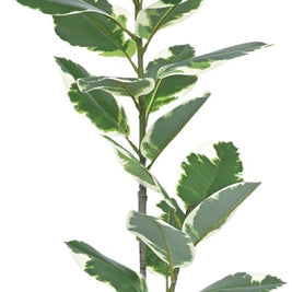 85cm 2 Head Vericated Rubber Plant In Pot