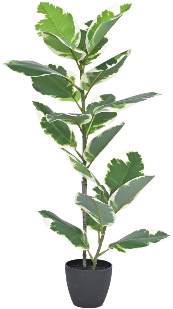 85cm 2 Head Vericated Rubber Plant In Pot