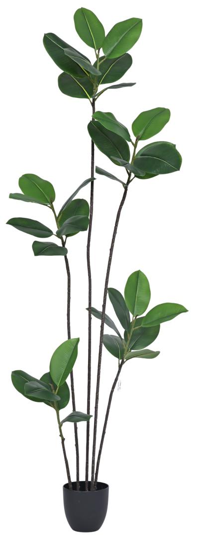 195cm 5 Head New Rubber Plant In Pot
