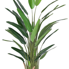 160cm 3 Head Slim Bananna Plant Leaf Plant In Pot