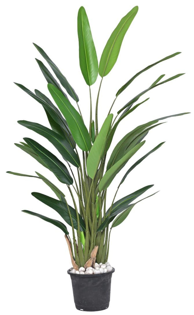 160cm 3 Head Slim Bananna Plant Leaf Plant In Pot