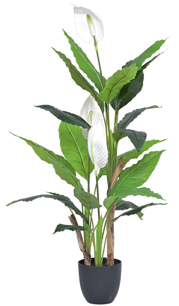 120cm 3 Head Spathilium Plant In Pot