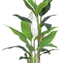 120cm 3 Head Spathilium Plant In Pot