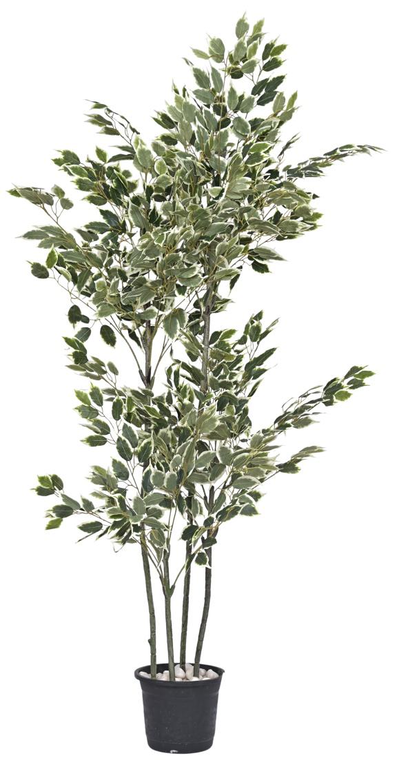 180cm 4 Stem Vericated Ficus Leaves Plant