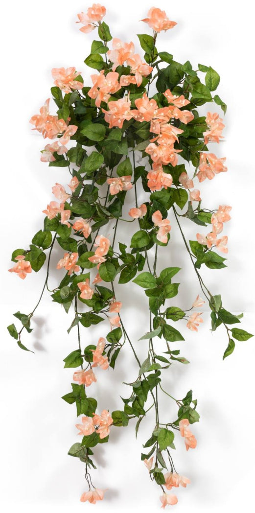 Peach Bougainvillea Hanging Creeper – 105cm
