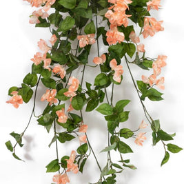 Peach Bougainvillea Hanging Creeper – 105cm