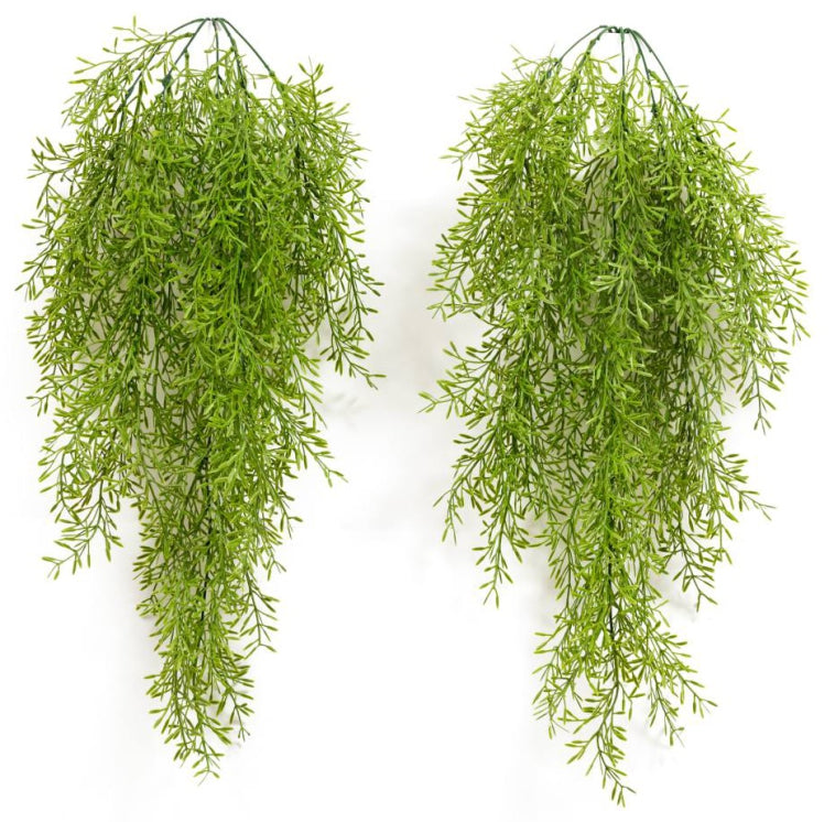 Big Asparagus Hanging Creeper – 80cm
