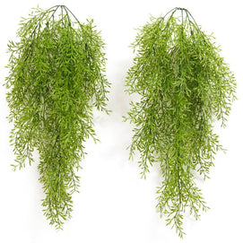 Big Asparagus Hanging Creeper – 80cm
