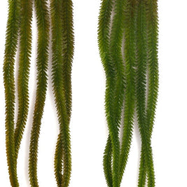 5-Head English Grass Hanging Creeper – 90cm