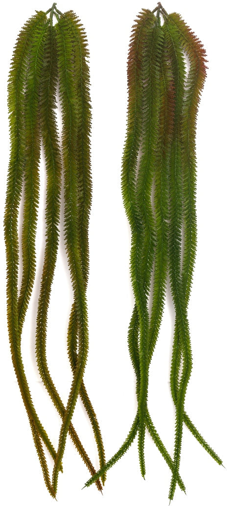 5-Head English Grass Hanging Creeper – 90cm