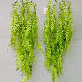 Natural Ferns Falling Creeper – 100cm