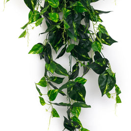 Medium Money Plant Falling Bush – 88cm