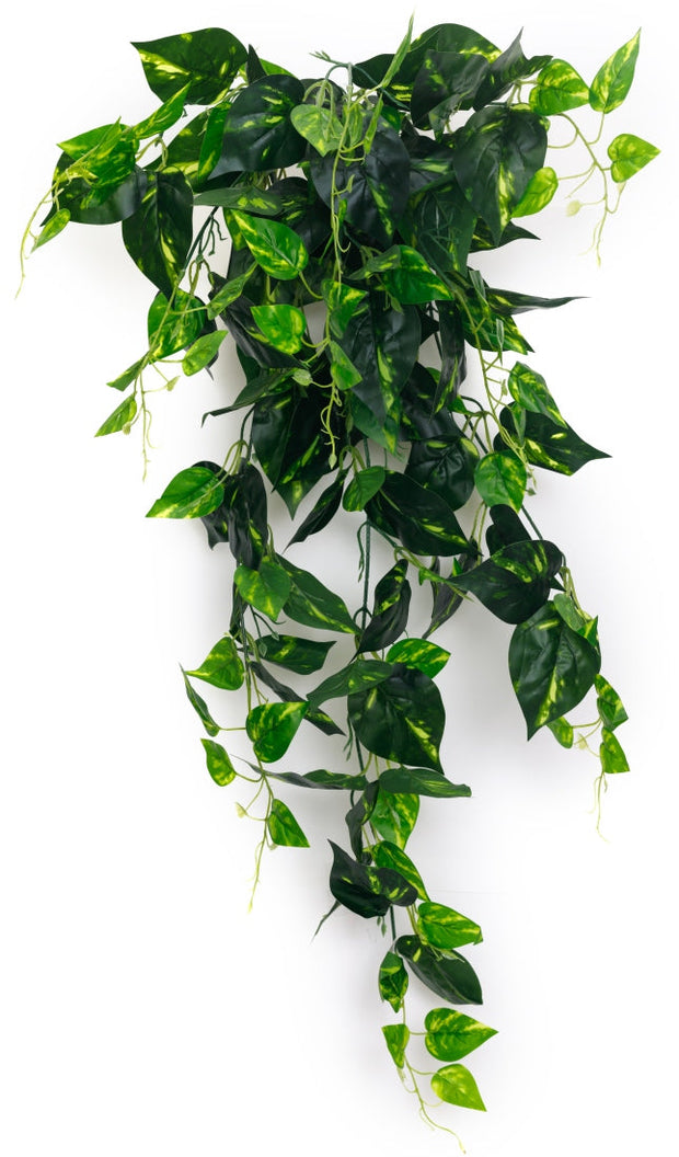 Medium Money Plant Falling Bush – 88cm