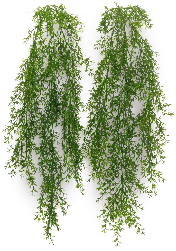 New Asparagus Hanging Creeper – 80cm