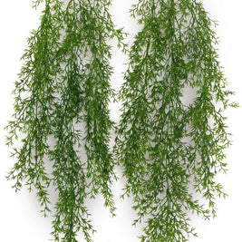 New Asparagus Hanging Creeper – 80cm