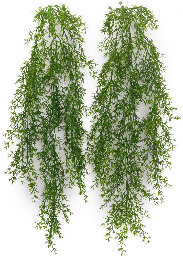 New Asparagus Hanging Creeper – 80cm