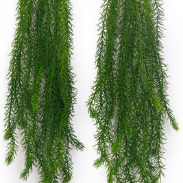 New Colour Asparagus Hanging Creeper – 96cm