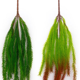 Medium Asparagus Hanging Creeper – 50cm