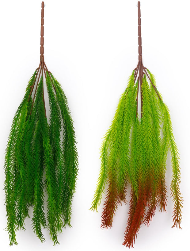 Medium Asparagus Hanging Creeper – 50cm