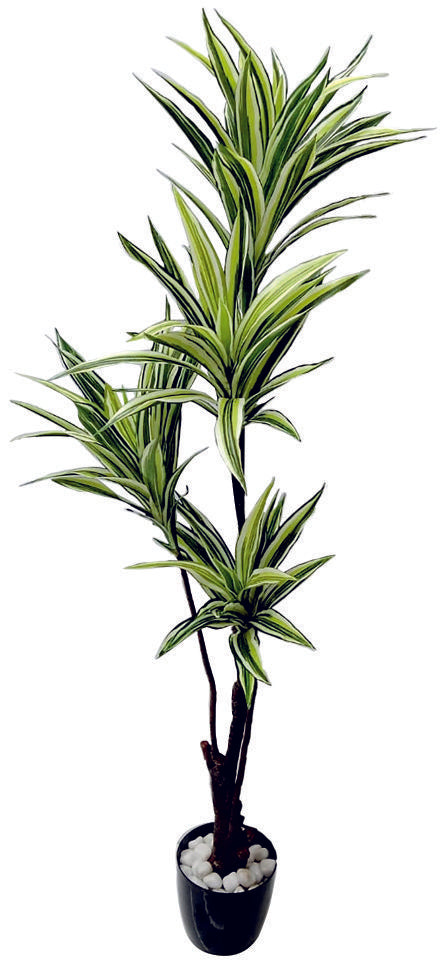 4 In 1 Green White Dracenna Codyline Plant