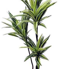 4 In 1 Green White Dracenna Codyline Plant