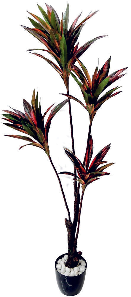 4 In 1 Red Green Dracenna Codyline Plant