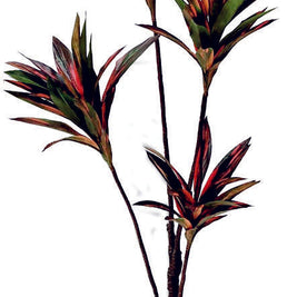 4 In 1 Red Green Dracenna Codyline Plant